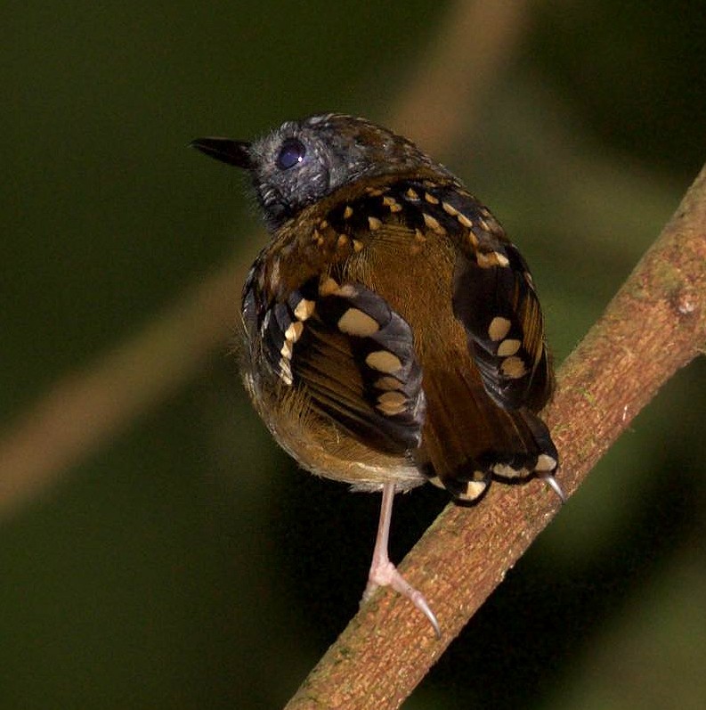 Spot-backed Antbird - David Ascanio