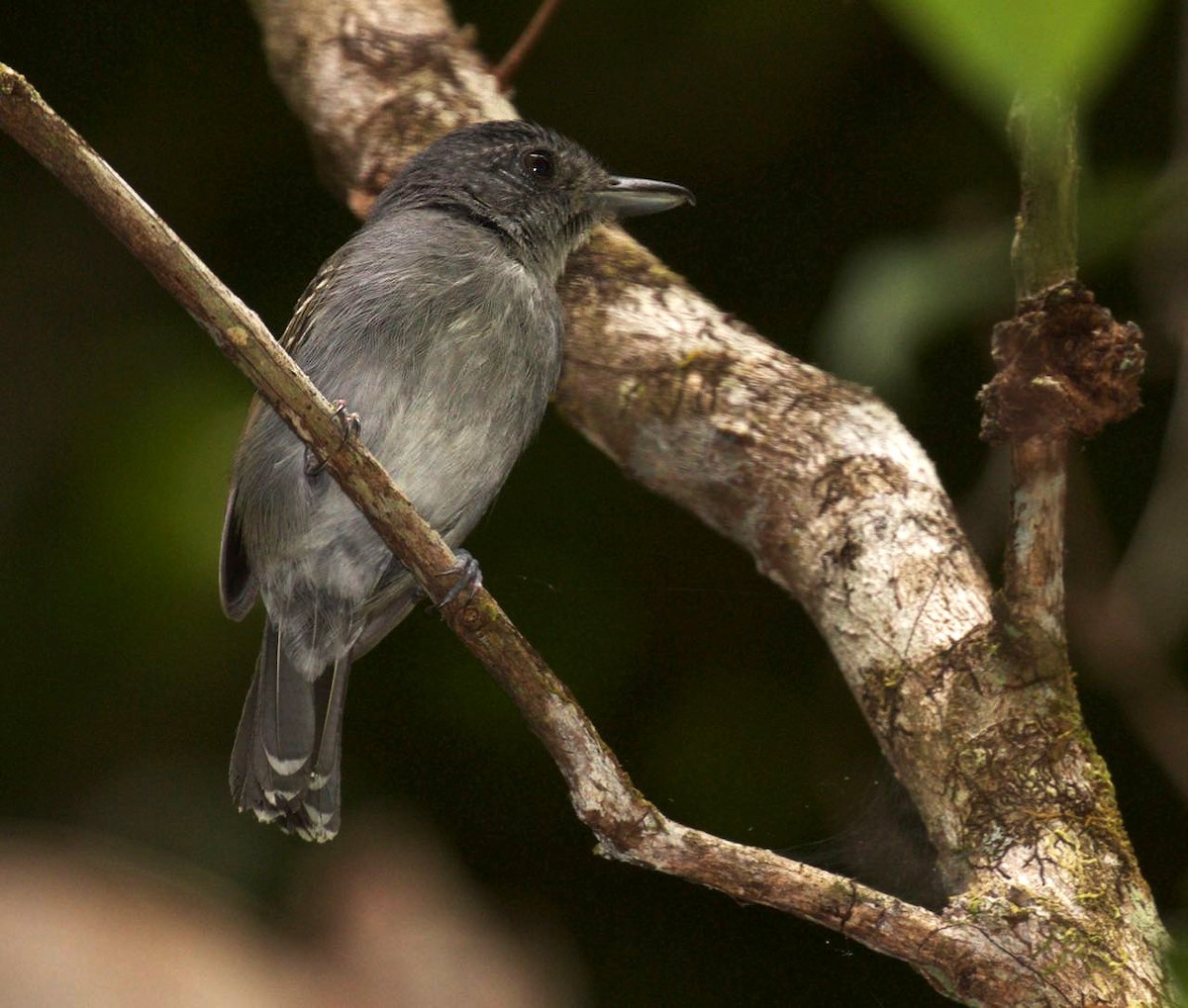 Mouse-colored Antshrike - ML309727941