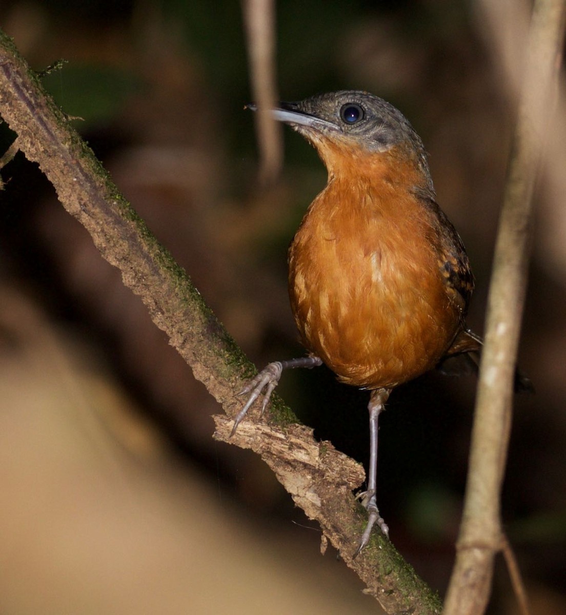 Spot-winged Antbird - ML309728041
