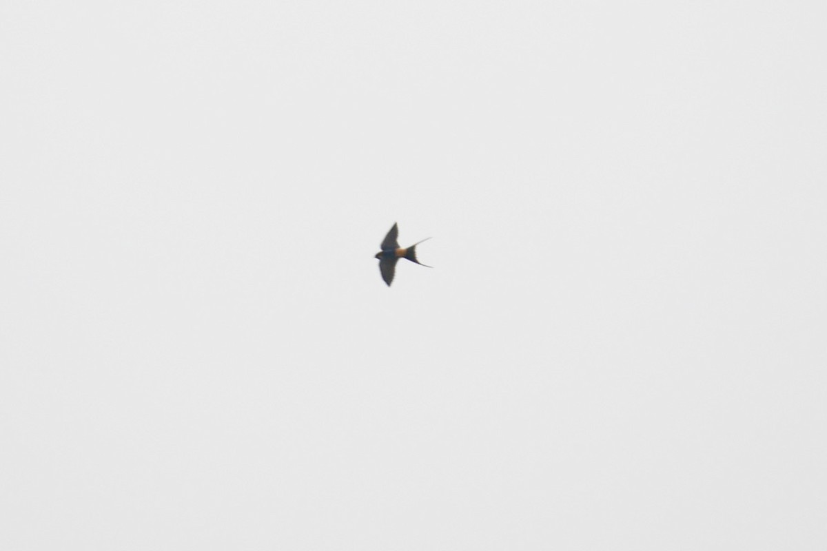 Red-rumped Swallow - ML309728621