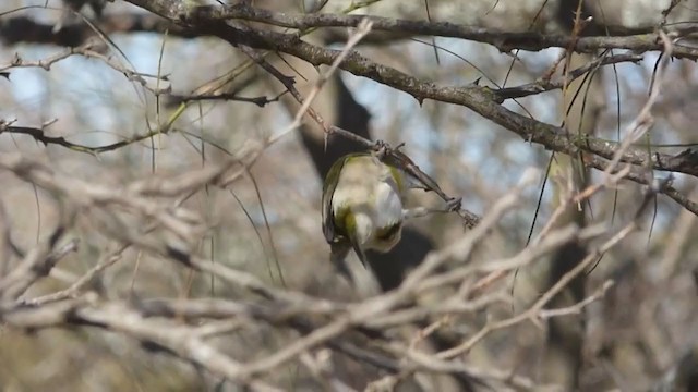 Rufous-browed Peppershrike - ML309728861