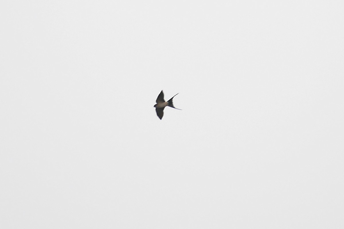 Red-rumped Swallow - Sandeep Biswas