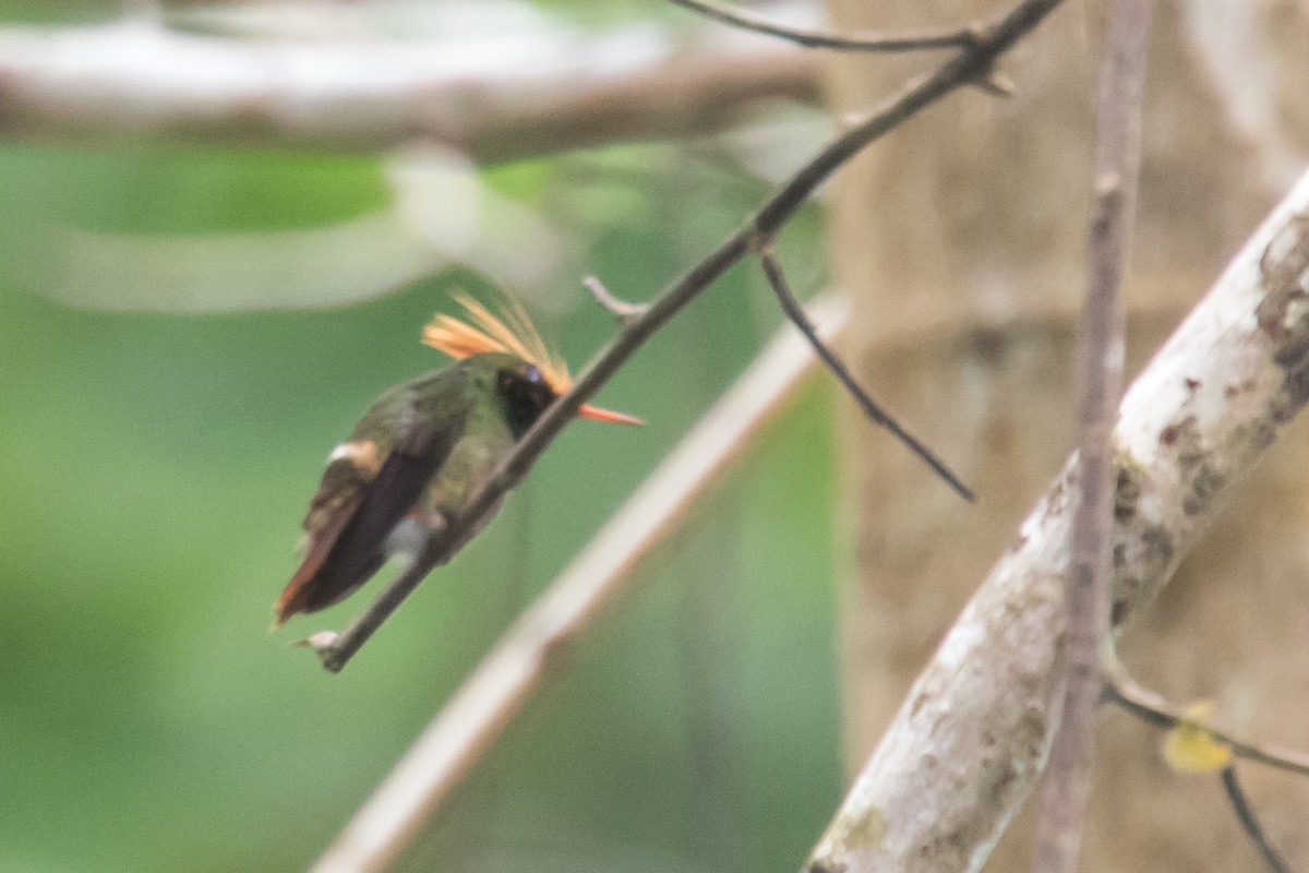 Rufous-crested Coquette - ML309729291