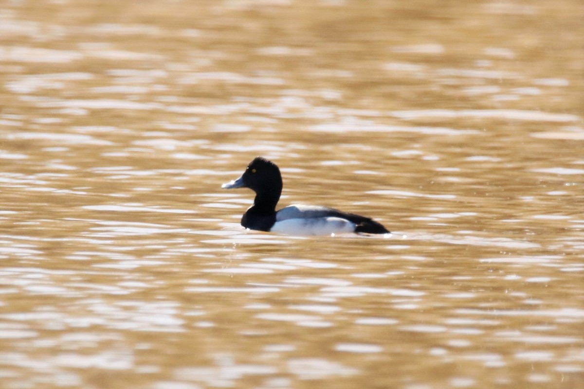 Greater Scaup - Mary Erickson