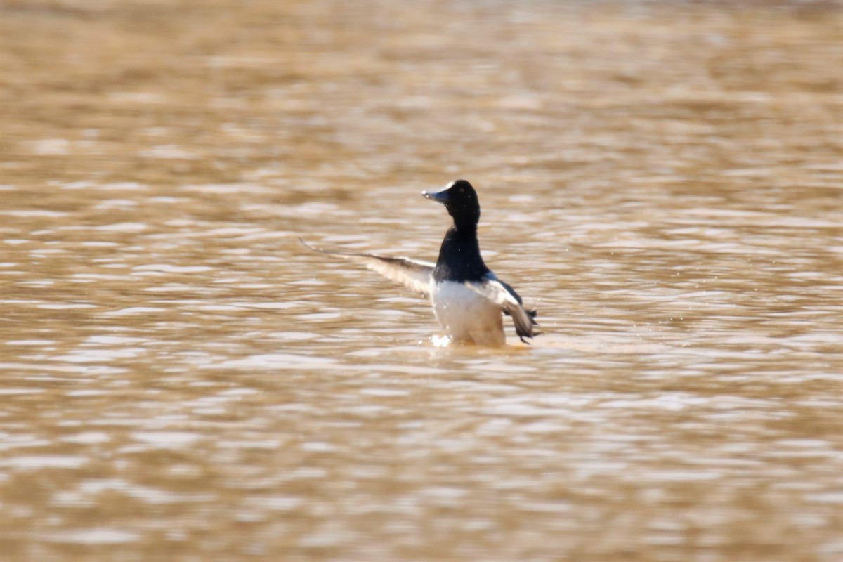 Greater Scaup - ML309732111
