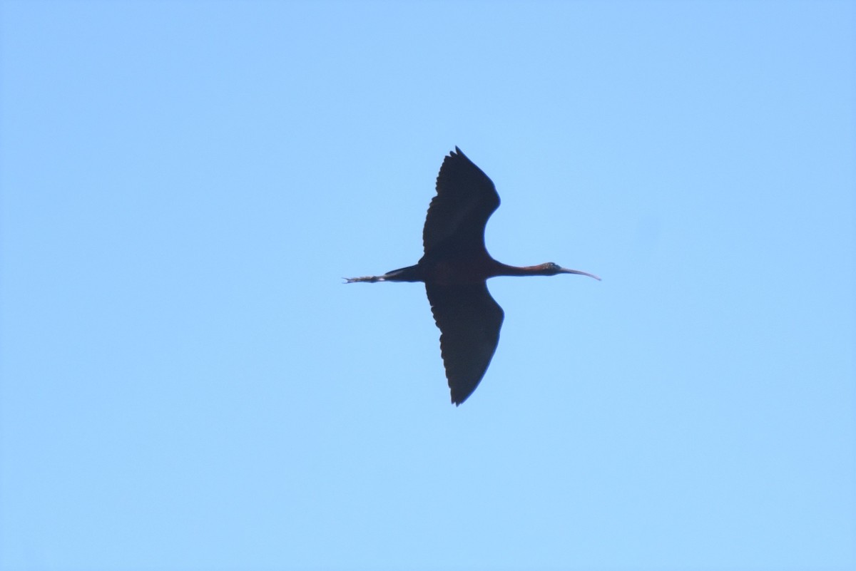 ibis hnědý - ML309732801