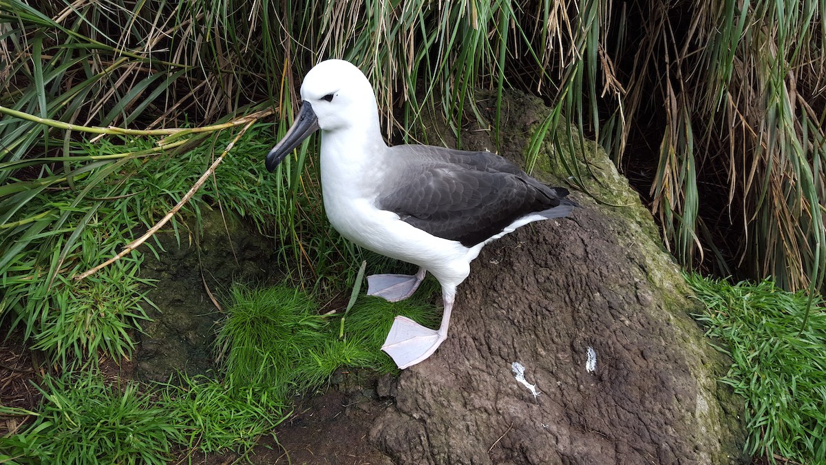 albatros pestrozobý - ML30973331