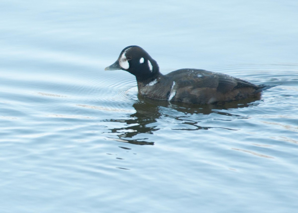 Harlequin Duck - ML309733851