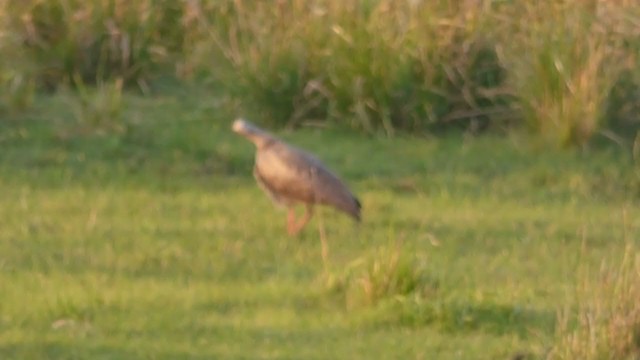 Plumbeous Ibis - ML309733981