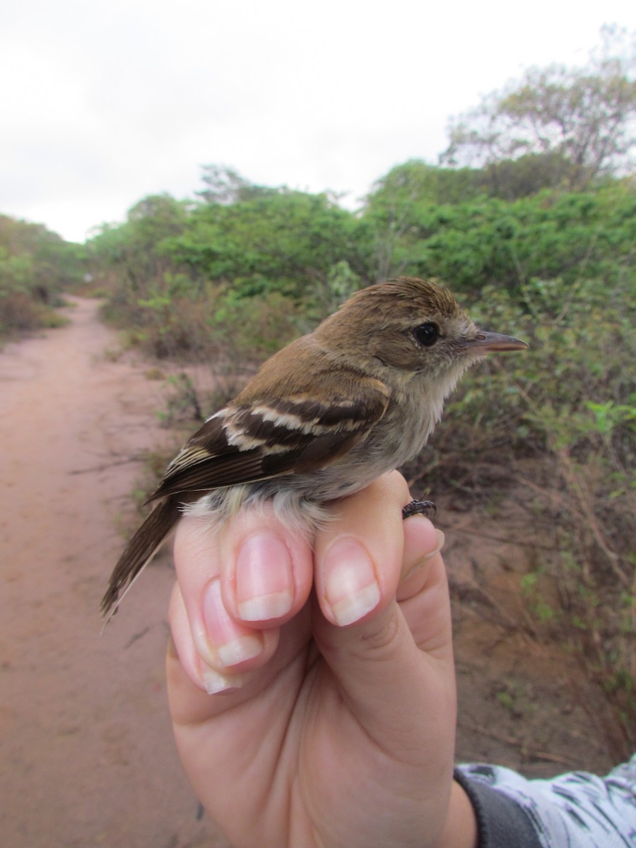 Bran-colored Flycatcher - ML309734691