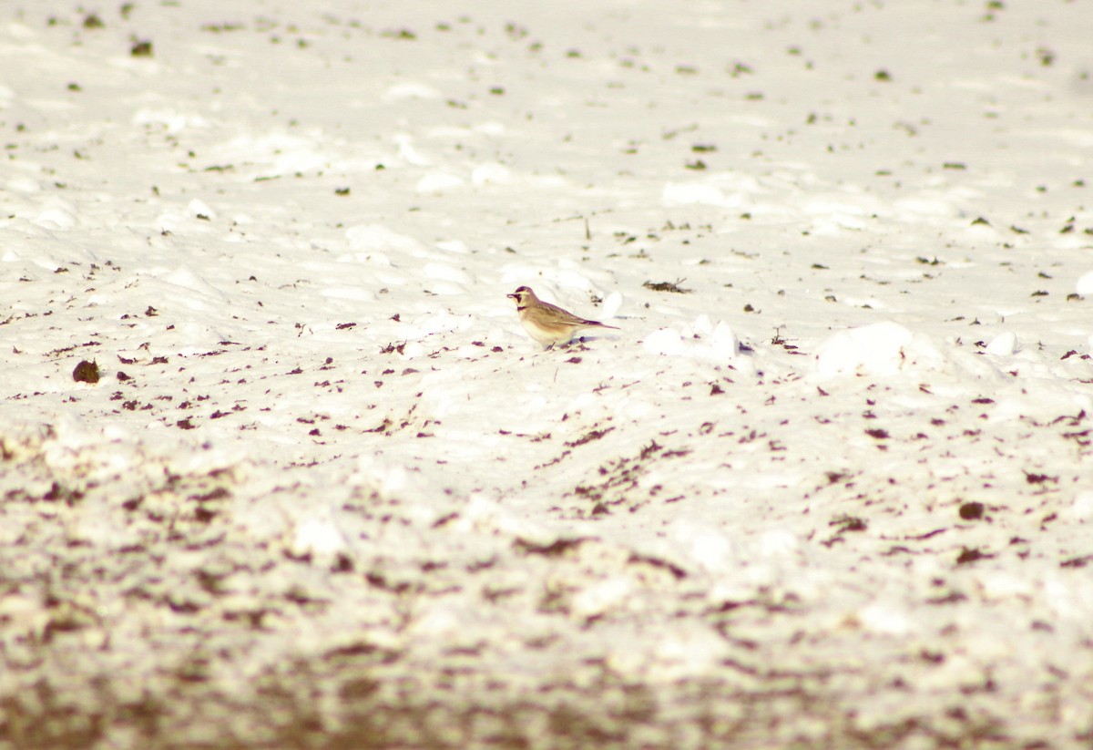 Horned Lark - Kelsey Trumpp