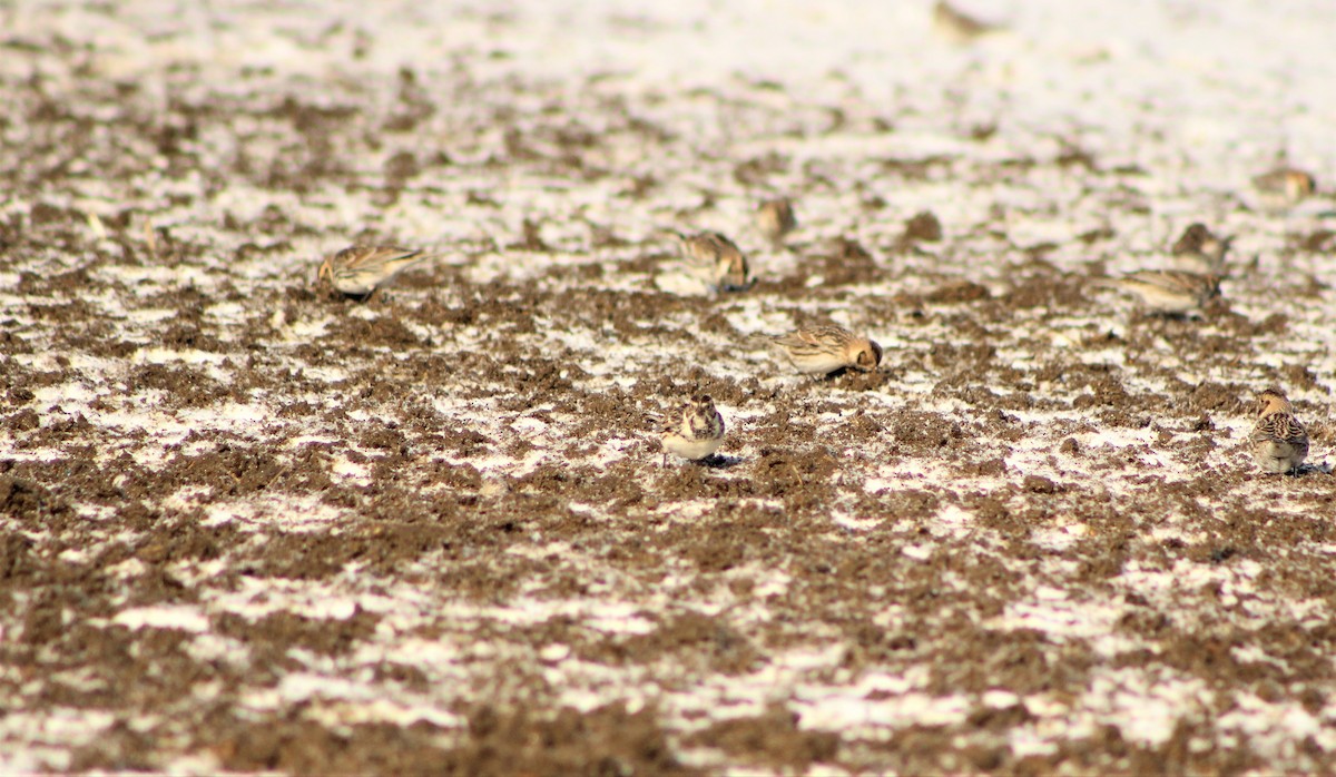 Lapland Longspur - Kelsey Trumpp