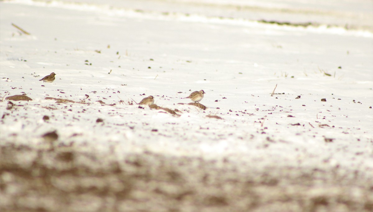 Horned Lark - Kelsey Trumpp