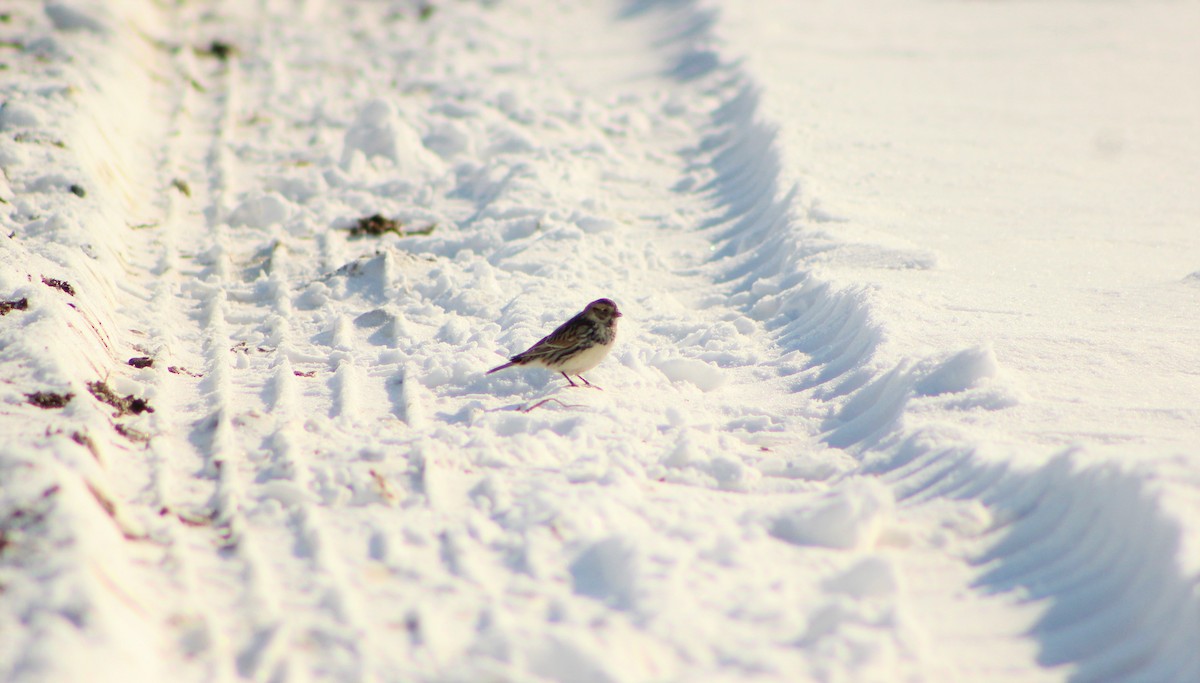 Lapland Longspur - Kelsey Trumpp