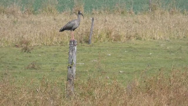 Plumbeous Ibis - ML309735491