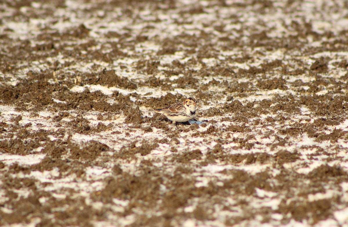 Lapland Longspur - Kelsey Trumpp