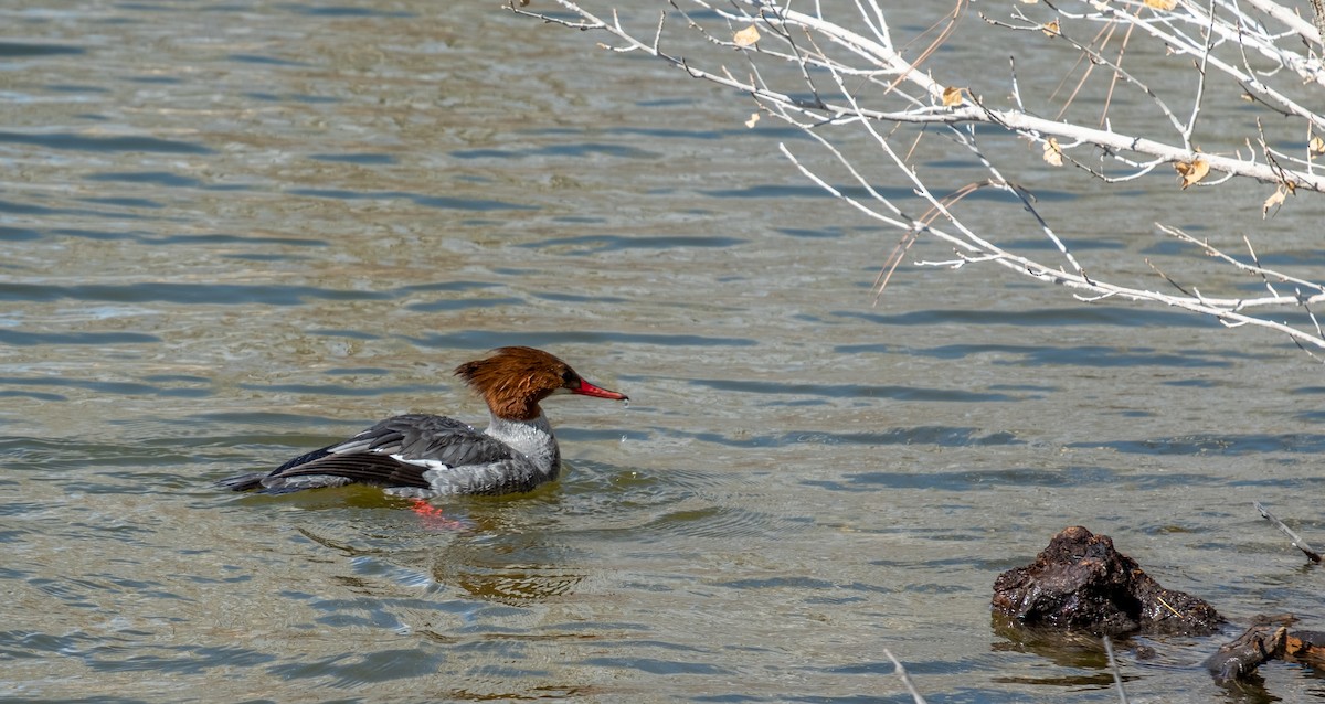 Common Merganser - ML309736111