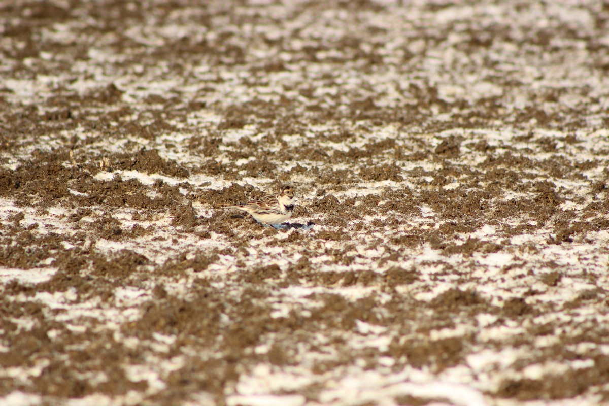 Lapland Longspur - Kelsey Trumpp