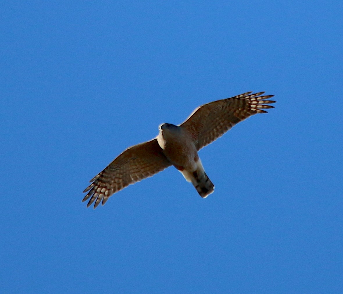 Cooper's Hawk - ML309736381