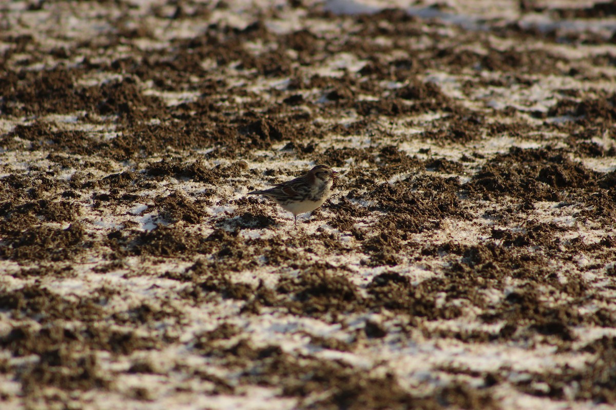 Lapland Longspur - Kelsey Trumpp