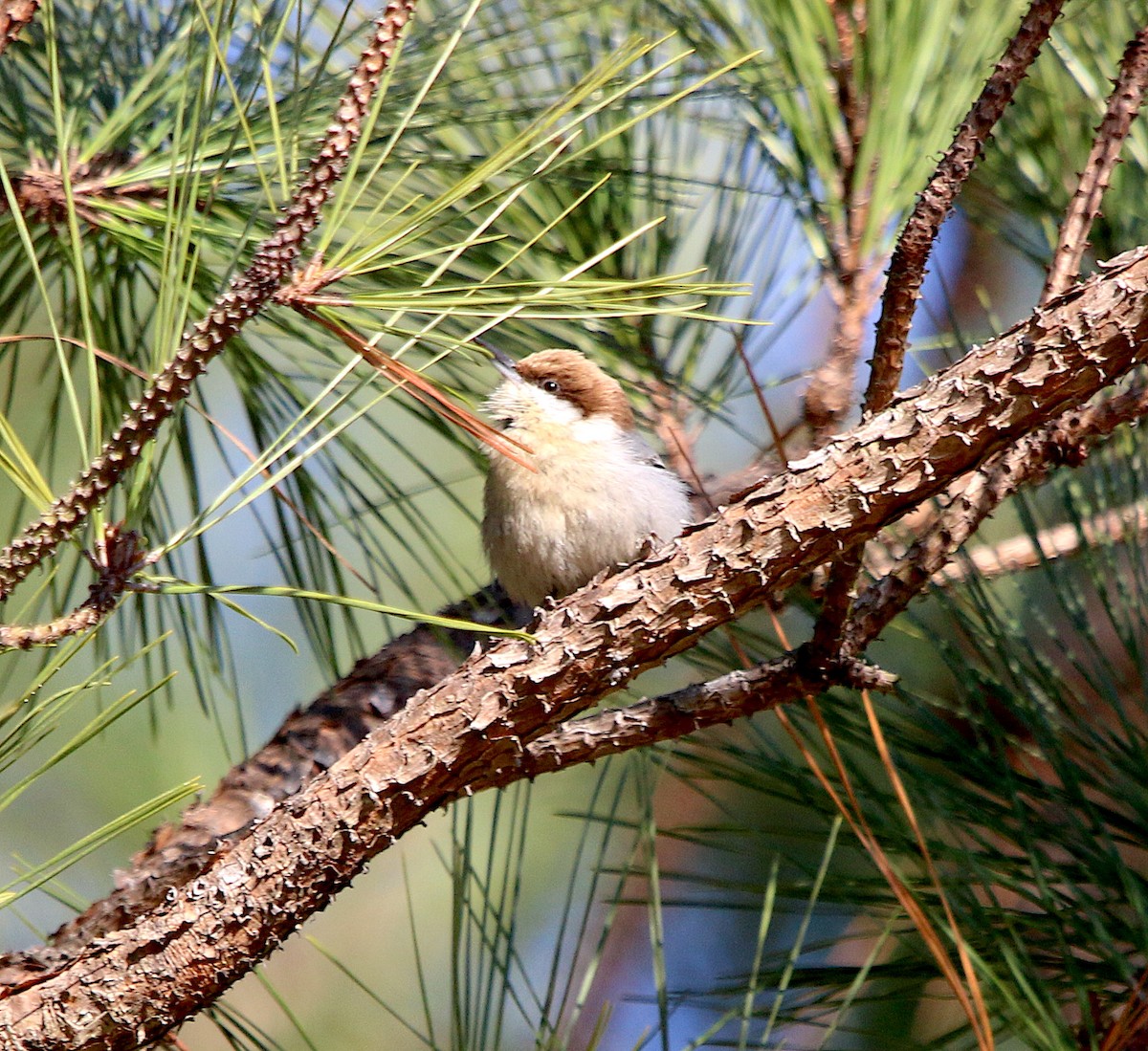 Brown-headed Nuthatch - ML309736521