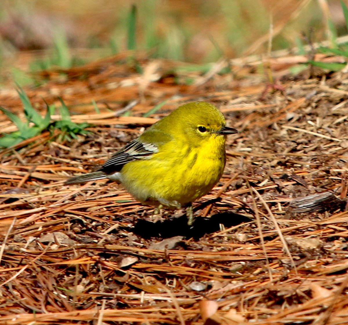 Pine Warbler - ML309736781