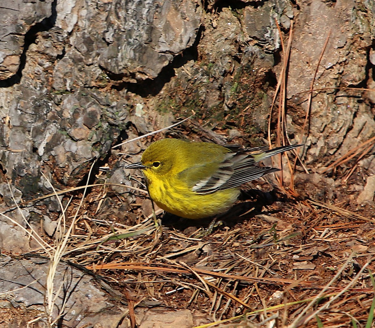 Pine Warbler - ML309736801