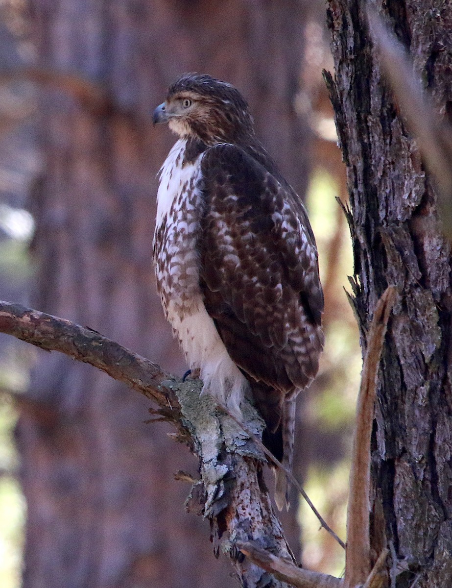 Red-tailed Hawk - ML309737371