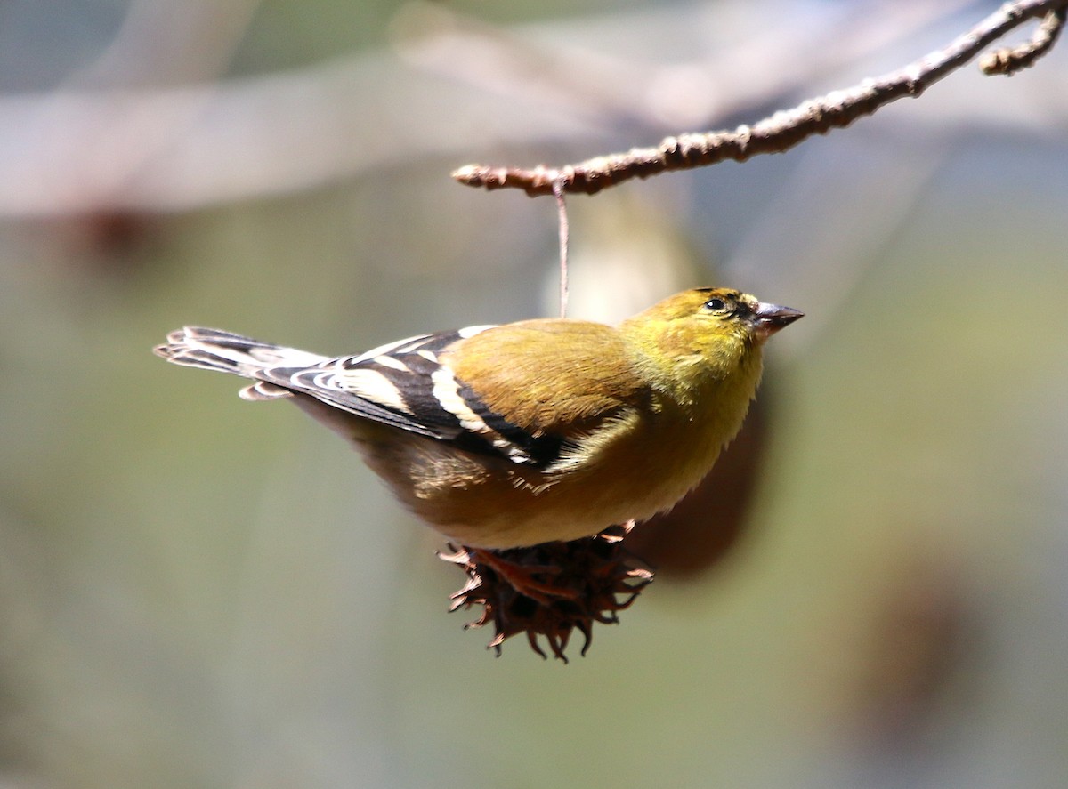 American Goldfinch - ML309737641