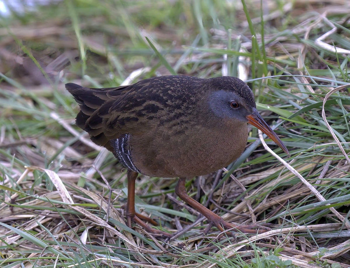 Virginia Rail - Gregory Johnson