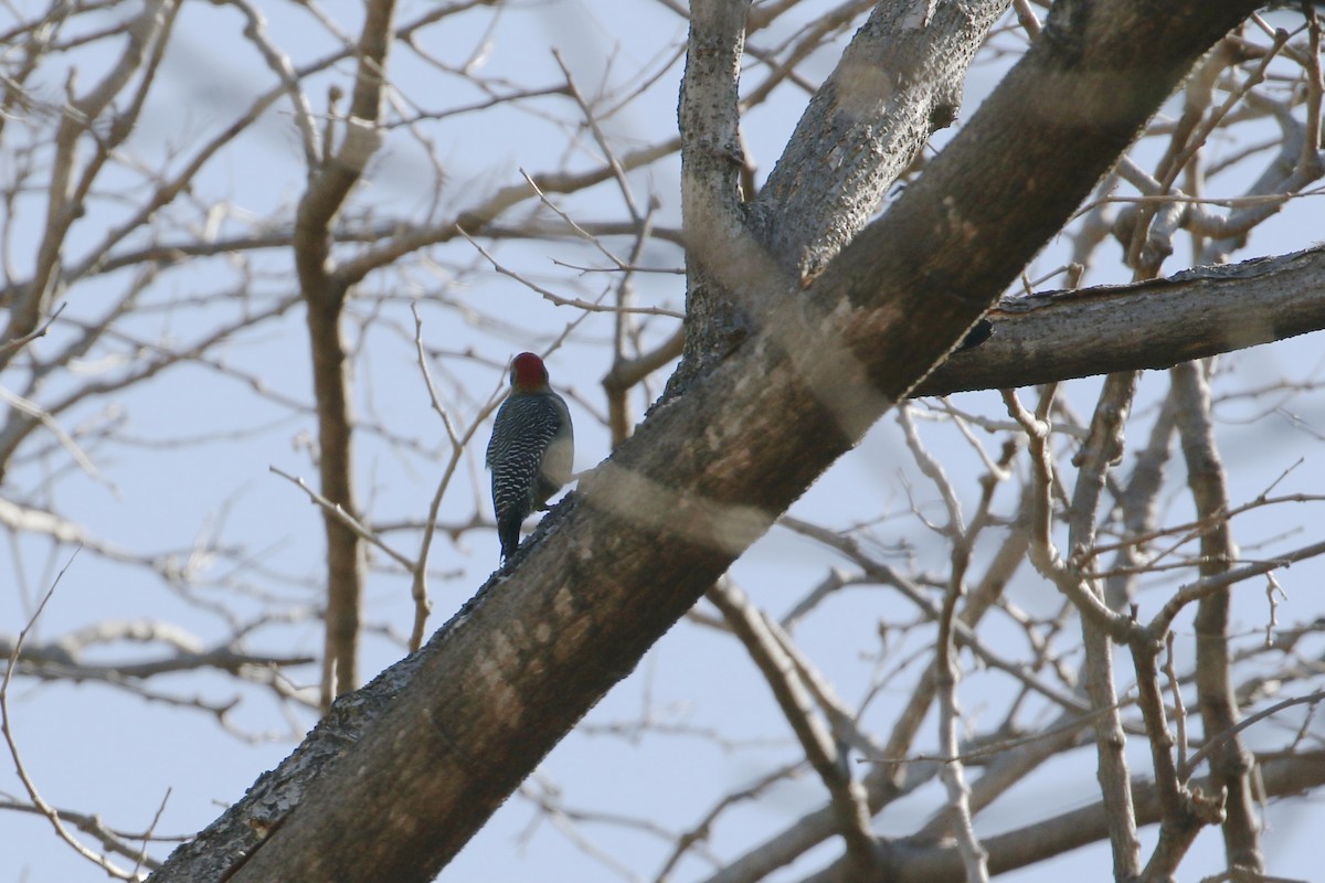 Golden-fronted Woodpecker - ML309739811