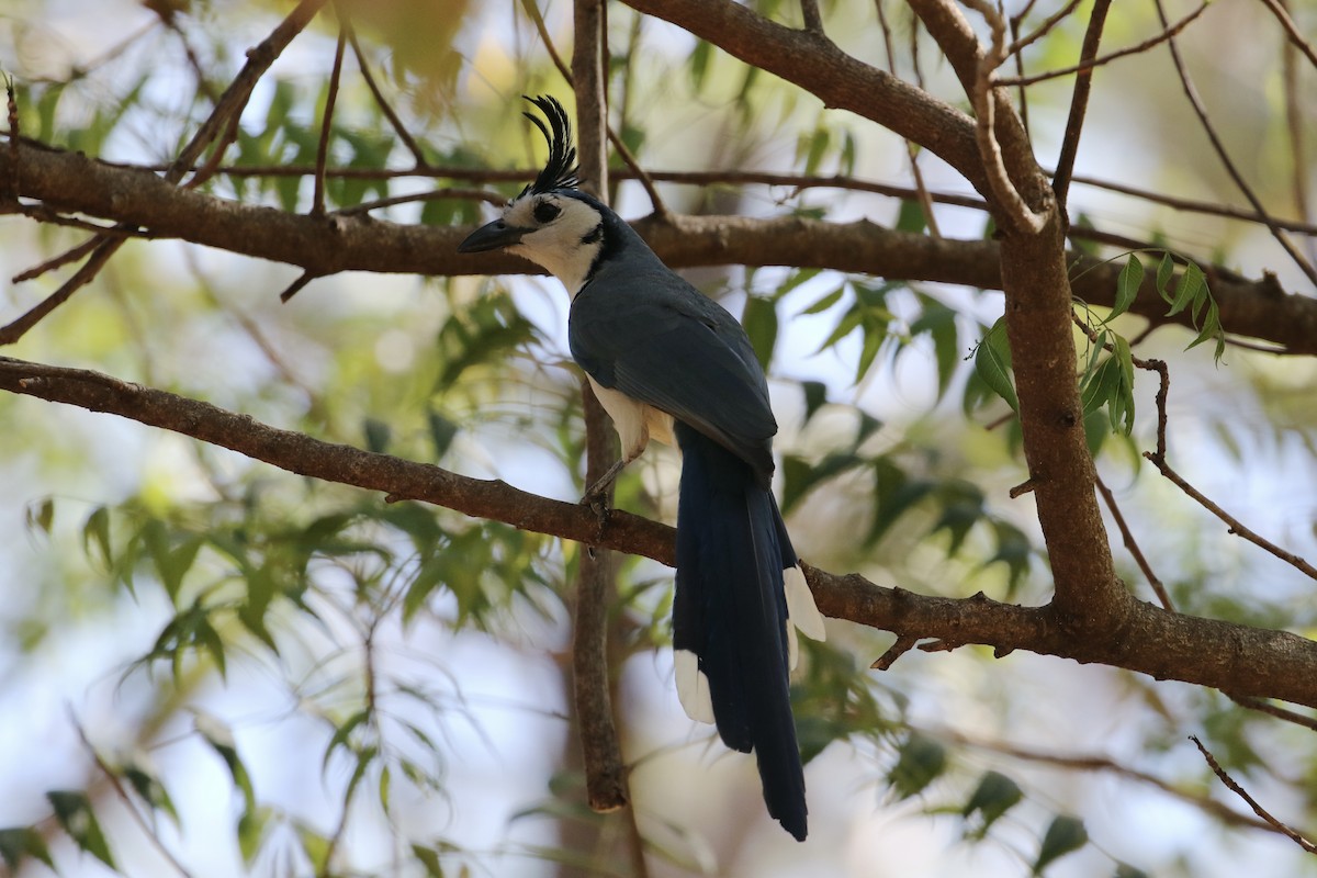 White-throated Magpie-Jay - ML309740171