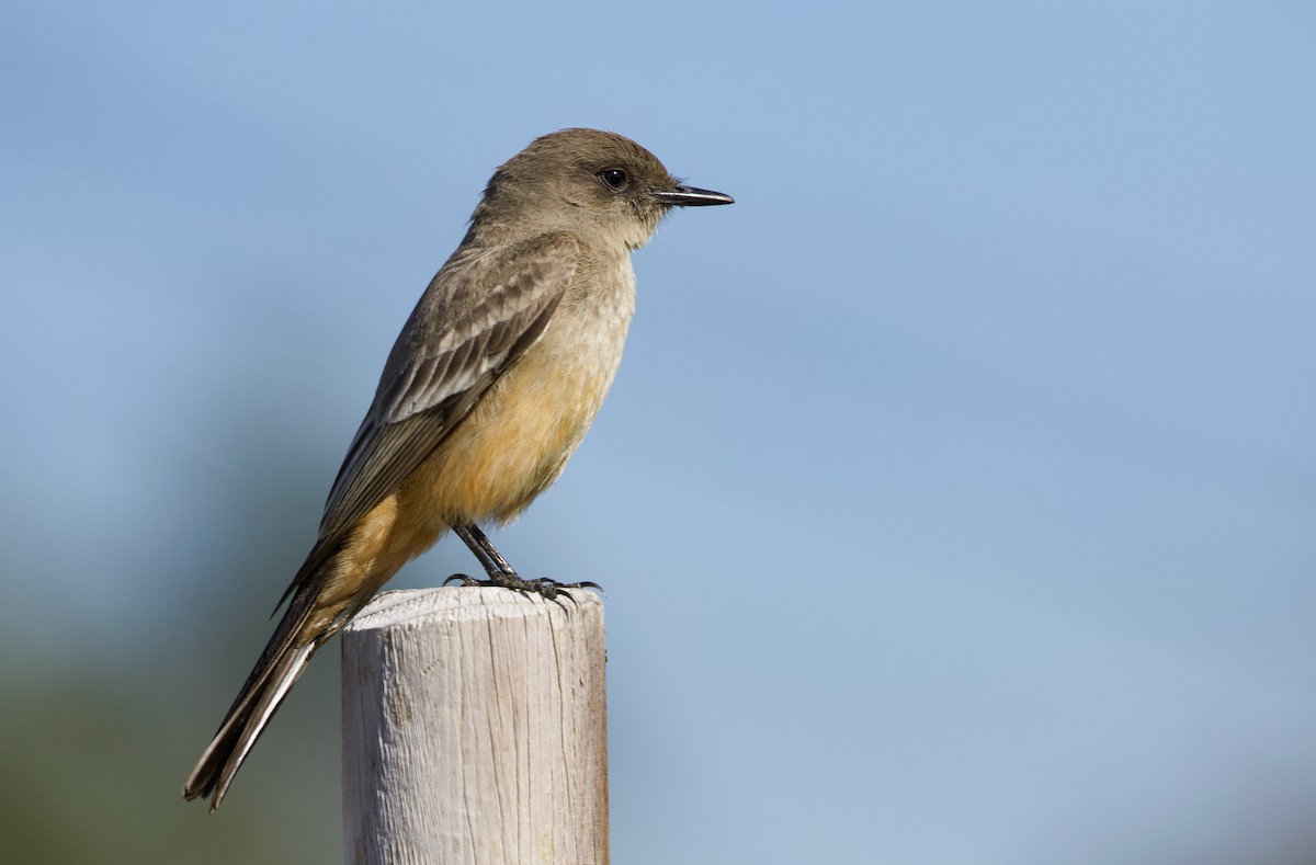 Say's Phoebe - ML309742151