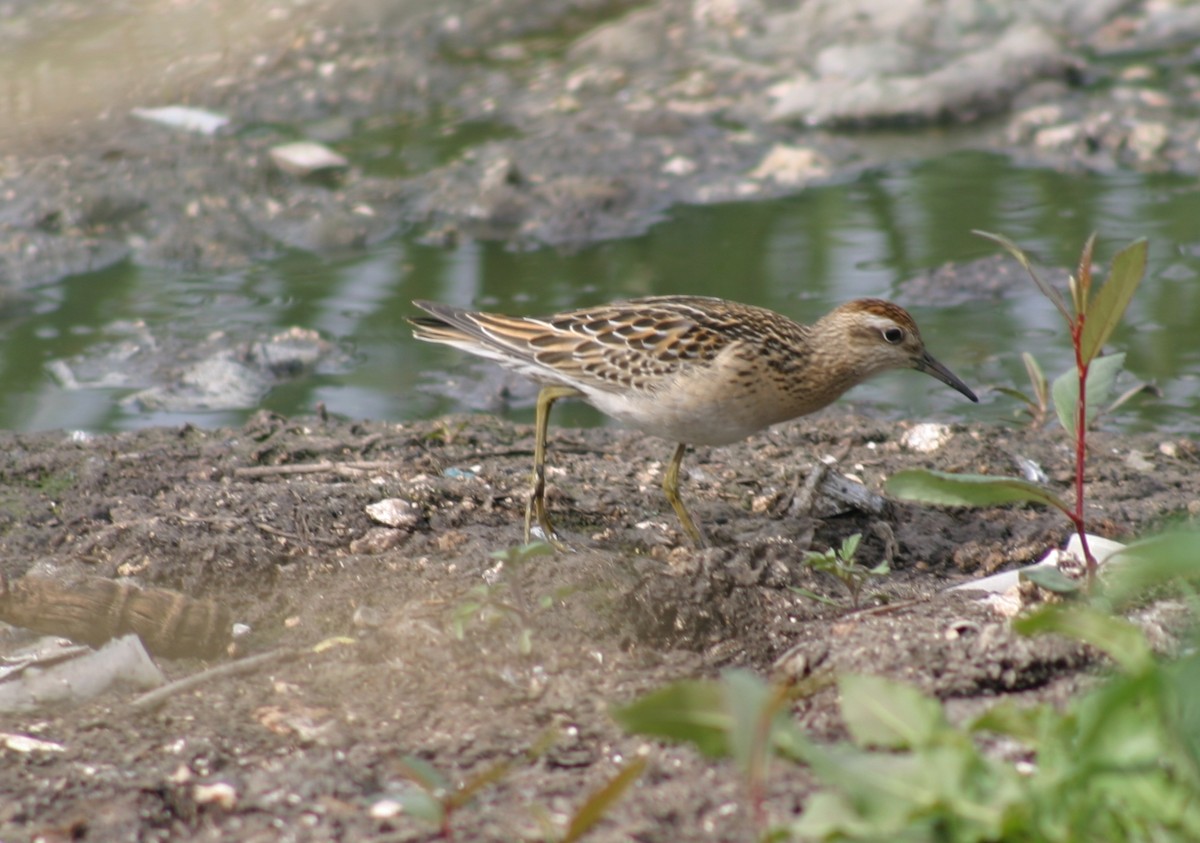 Sharp-tailed Sandpiper - ML30974221