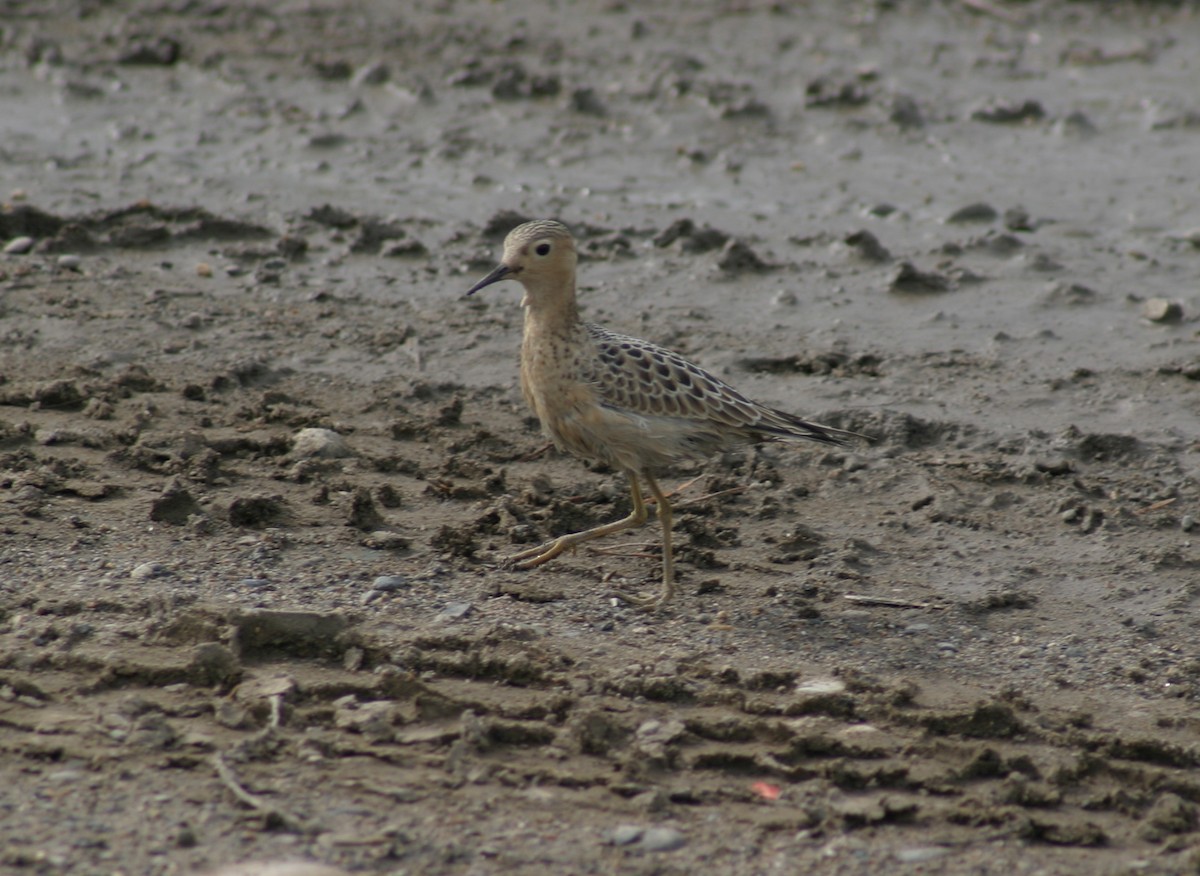 Buff-breasted Sandpiper - ML30974261