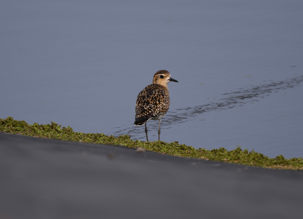 Pacific Golden-Plover - Joseph Walston