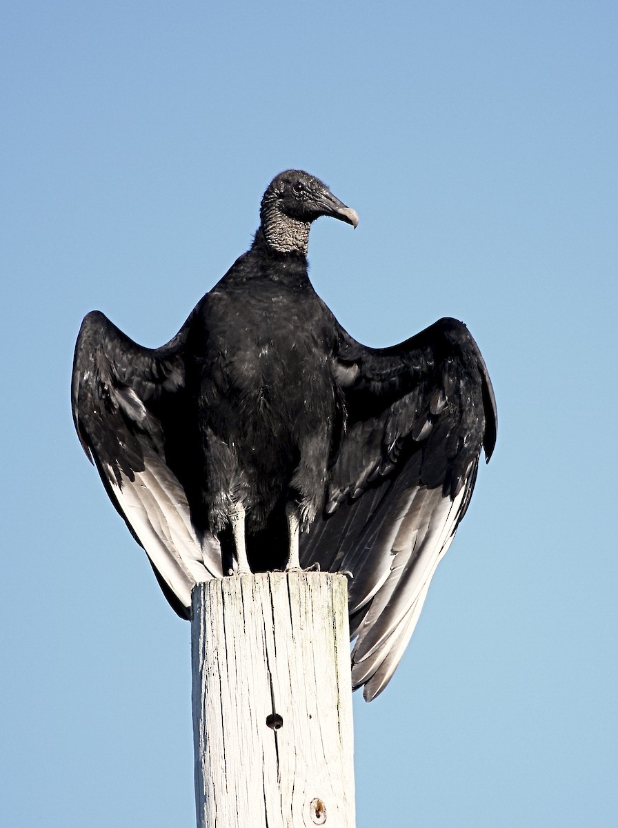 Black Vulture - Tom Amico
