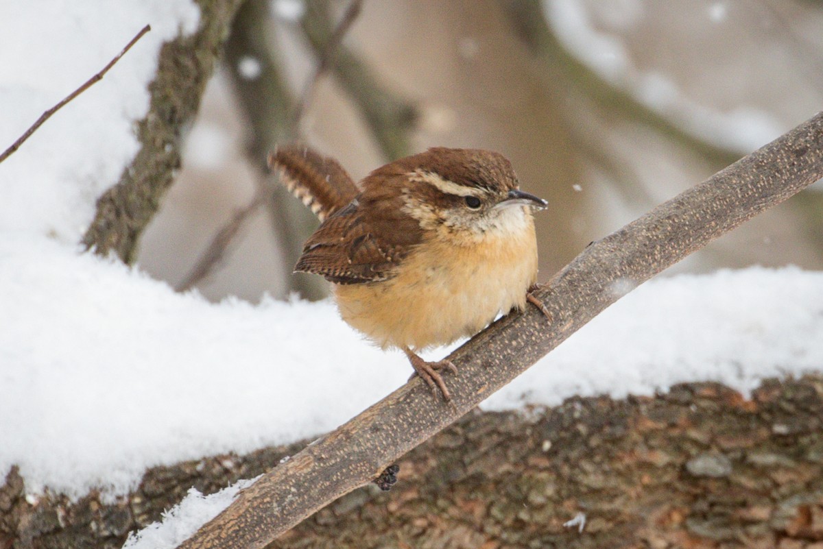 Carolina Wren - ML309748271