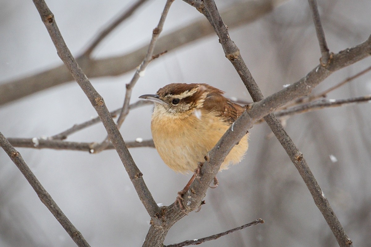Carolina Wren - ML309748281
