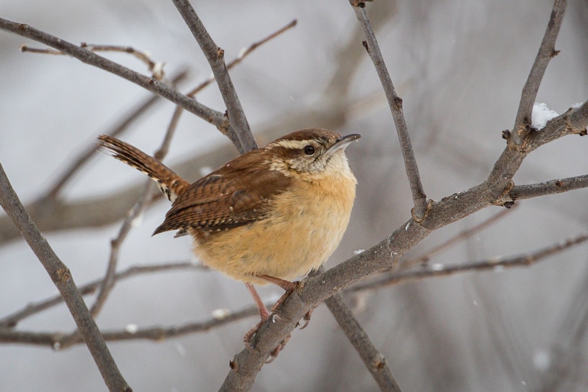 Carolina Wren - ML309748291