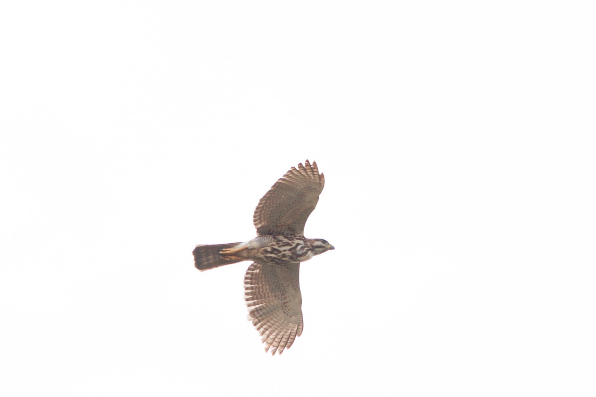 Gray-lined Hawk - ML309750531