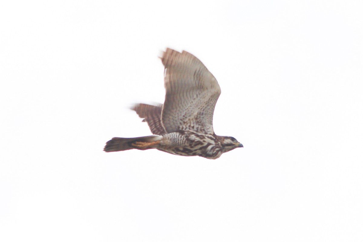 Gray-lined Hawk - ML309750791