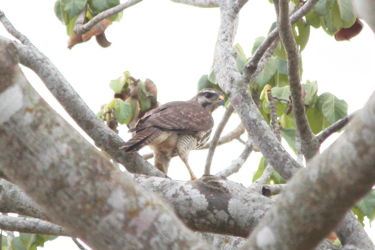 Gray-lined Hawk - ML309750801