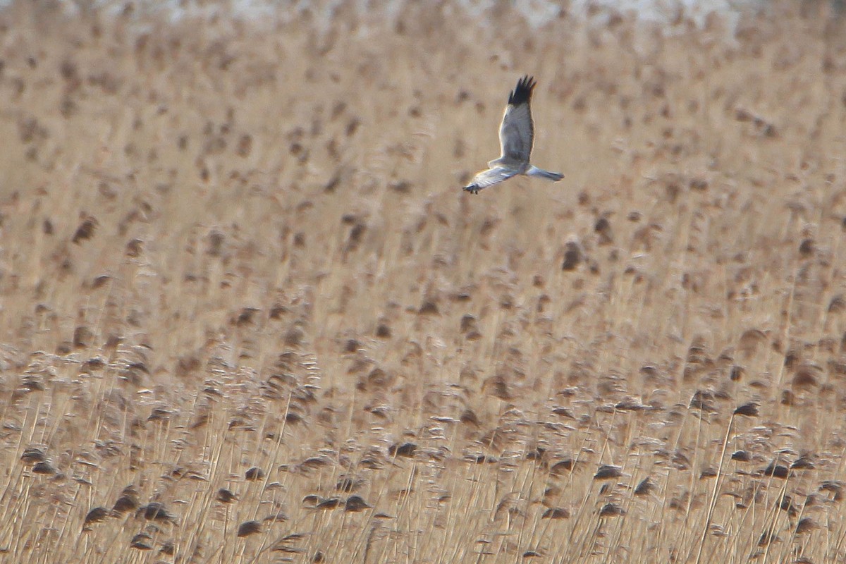 Hen Harrier - Sander Vunderink