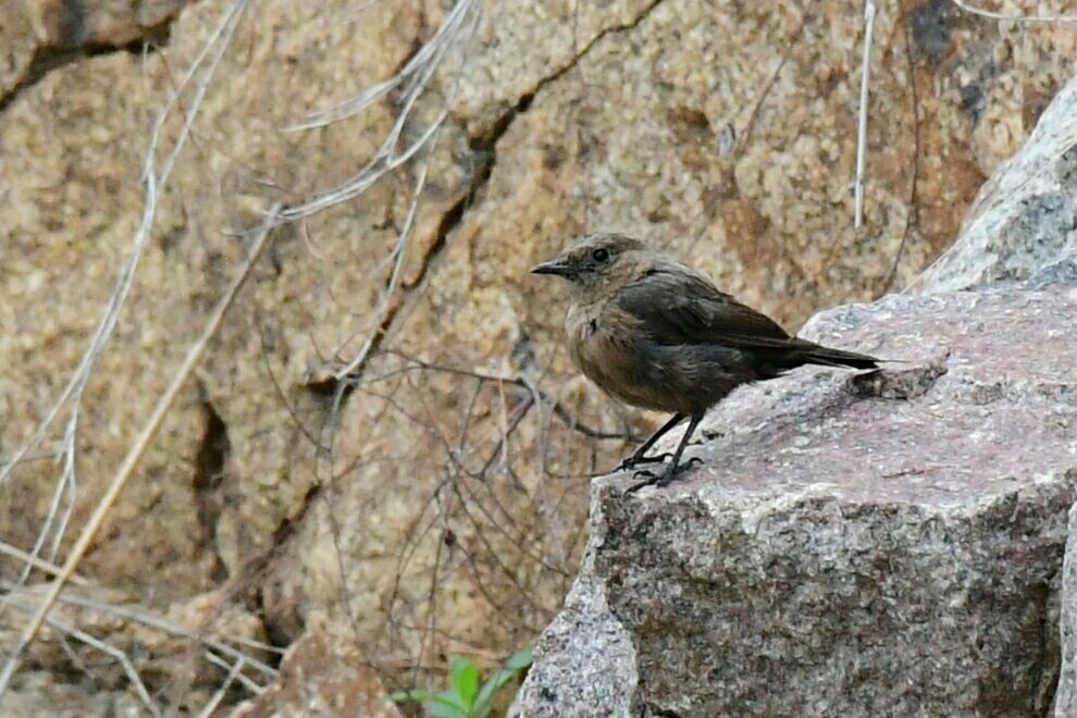 Brown Rock Chat - ML30975291