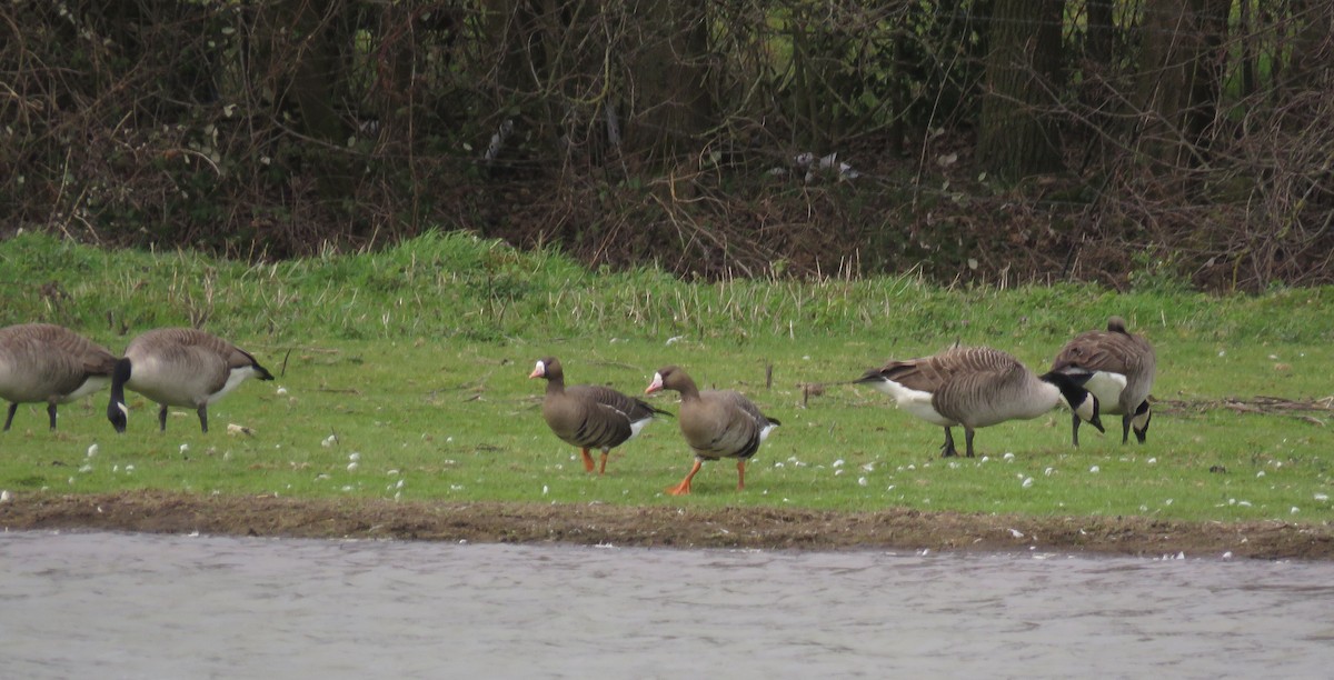 Greater White-fronted Goose (Eurasian) - Lee Evans