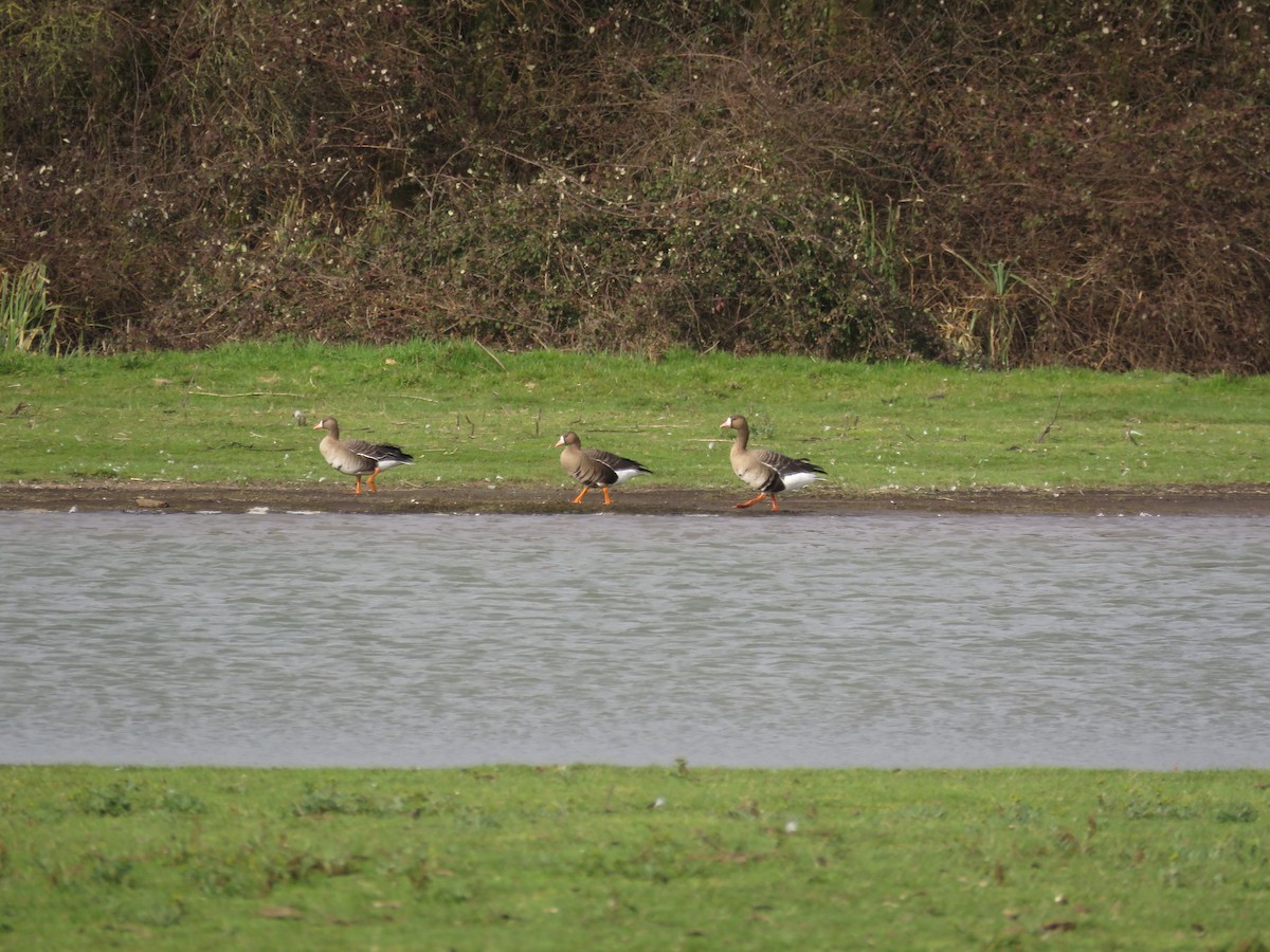 Greater White-fronted Goose (Eurasian) - ML309753211