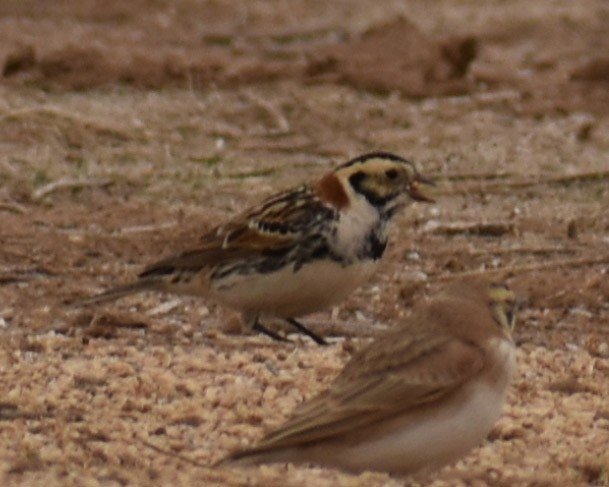 Lapland Longspur - ML309754391