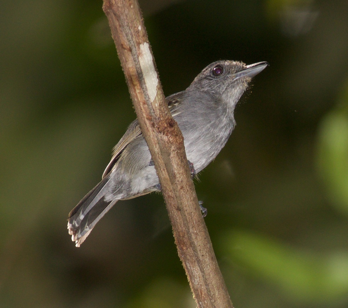 Mouse-colored Antshrike - ML309755251