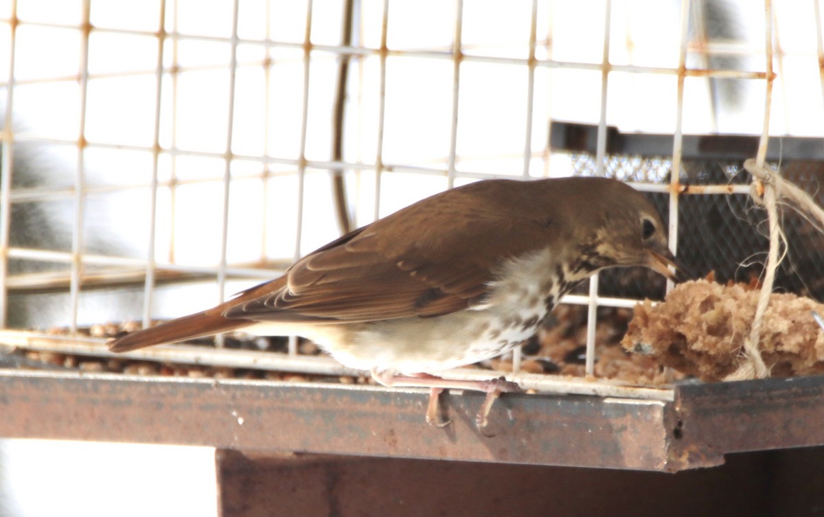 Hermit Thrush - ML309756581